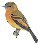 Cinnamon Flycatcher Illustration