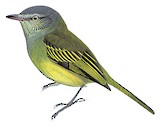 Red-billed Tyrannulet Illustration