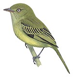 Mishana Tyrannulet Illustration