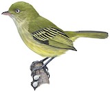 Chico's Tyrannulet Illustration