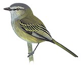 Guatemalan Tyrannulet Illustration