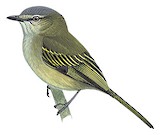 Mistletoe Tyrannulet Illustration