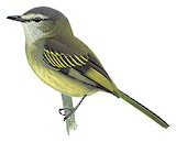 Spectacled Tyrannulet Illustration