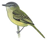 Slender-footed Tyrannulet Illustration