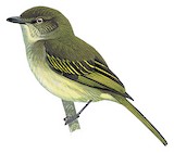 Bolivian Tyrannulet Illustration