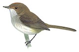 Fulvous-crowned Scrub Tyrant Illustration