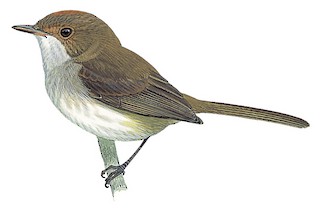 Fulvous-crowned Scrub-Tyrant