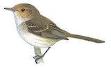 Fulvous-faced Scrub Tyrant Illustration