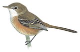 Rufous-sided Scrub Tyrant Illustration