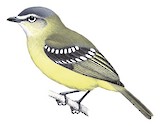 White-lored Tyrannulet Illustration