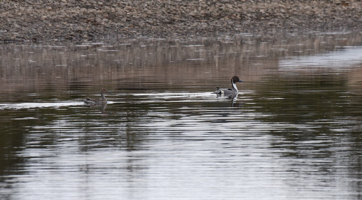 Northern Pintail - Kathy Marche