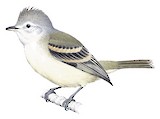 Southern Beardless Tyrannulet Illustration