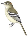 Rufous-crowned Elaenia Illustration