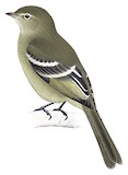 Small-headed Elaenia Illustration