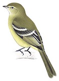 Highland Elaenia Illustration