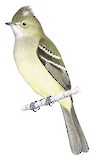 Yellow-bellied Elaenia Illustration