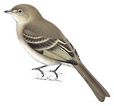 Brownish Elaenia Illustration