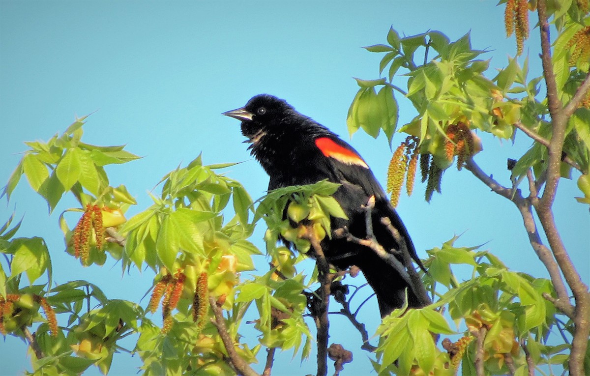 Red-winged Blackbird - Fred Kachmarik