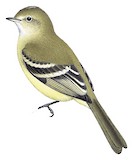 Lesser Elaenia Illustration