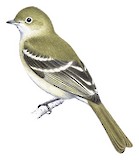 Olivaceous Elaenia Illustration