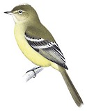 Tepui Elaenia Illustration