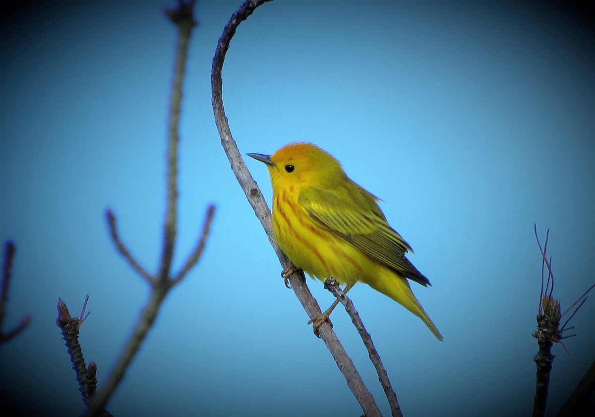 Yellow Warbler - Fred Kachmarik