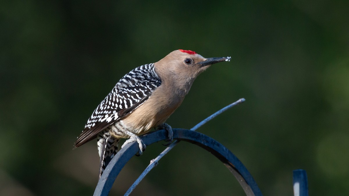 Gila Woodpecker - ML153438561