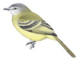 Foothill Elaenia Illustration