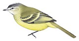 Forest Elaenia Illustration