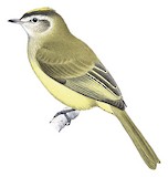 Pacific Elaenia Illustration