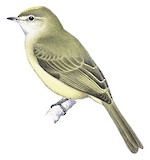 Greenish Elaenia Illustration