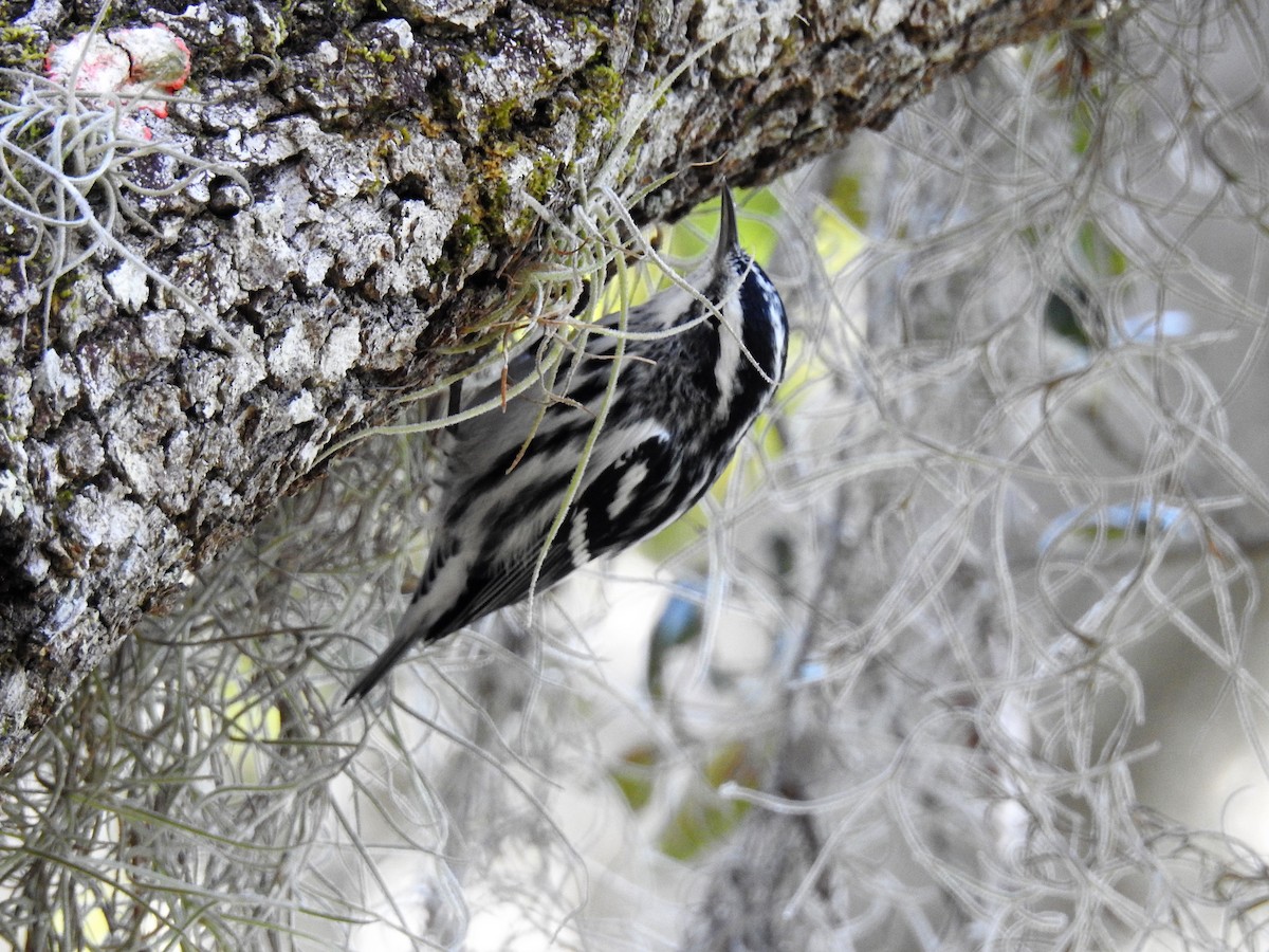 Black-and-white Warbler - ML153439641