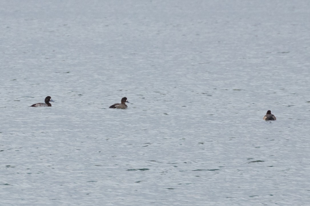 Greater Scaup - ML153439731