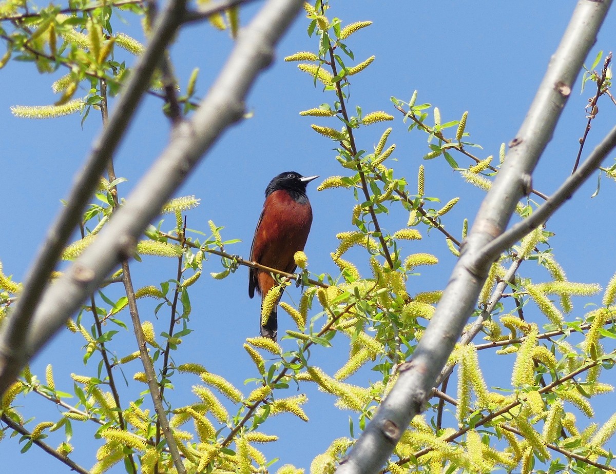 Orchard Oriole - Charles  Crawford
