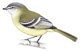 Planalto Tyrannulet Illustration