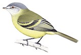 White-fronted Tyrannulet Illustration