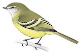 Greenish Tyrannulet Illustration