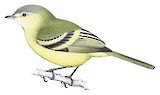 Reiser's Tyrannulet Illustration