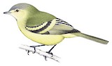 Urich's Tyrannulet Illustration