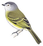 Grey-capped Tyrannulet Illustration