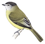 Sooty-headed Tyrannulet Illustration