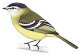 Black-capped Tyrannulet Illustration