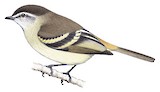 Tawny-rumped Tyrannulet Illustration