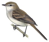 Tumbesian Tyrannulet Illustration