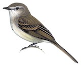 Maranon Tyrannulet Illustration