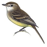 Northern Mouse-colored Tyrannulet Illustration