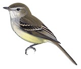 Southern Mouse-colored Tyrannulet Illustration