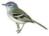 White-tailed Tyrannulet Illustration