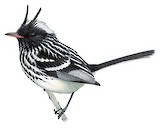 Pied-crested Tit-Tyrant Illustration