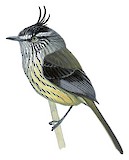 Tufted Tit-Tyrant Illustration